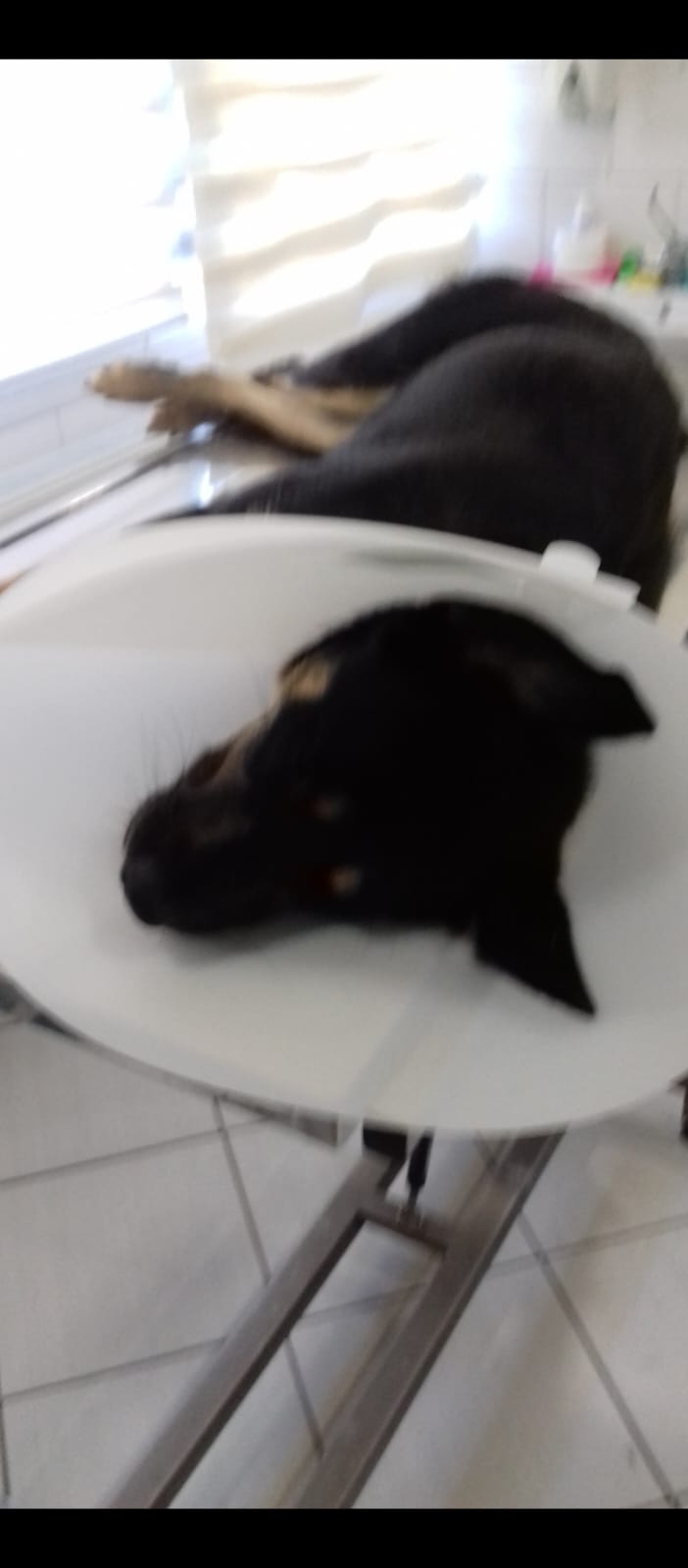 Schwarz-brauner Rottweiler-Mischling mit Schutzkragen von oben - Datei: Maya Bild.jpg